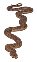 Python Snake Life Size Statue - LM Treasures 