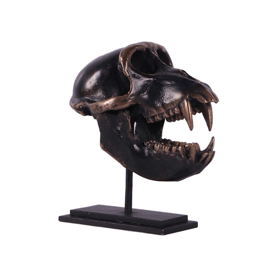 Macaque Monkey Skull on Base| LM Treasures