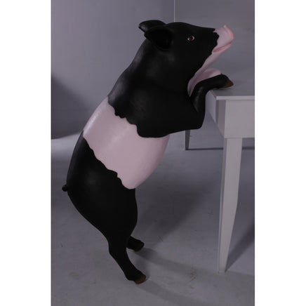 Curious Black And Pink Pig Life Size Statue - LM Treasures 