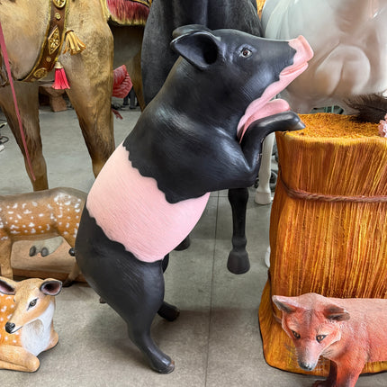 Curious Black And Pink Pig Life Size Statue