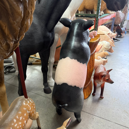 Curious Black And Pink Pig Life Size Statue