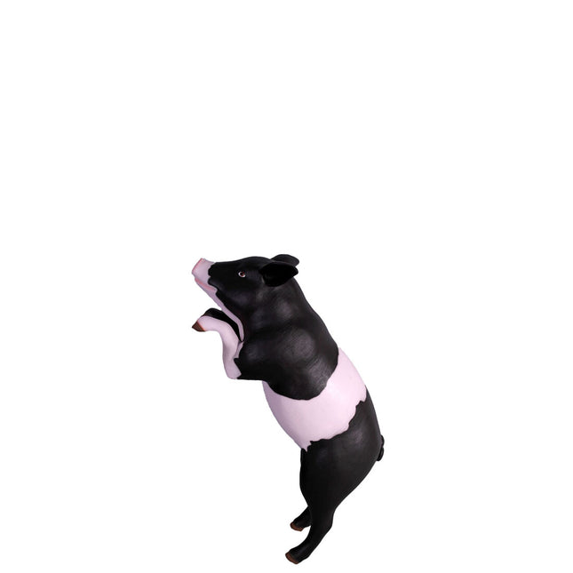 Curious Black And Pink Pig Life Size Statue