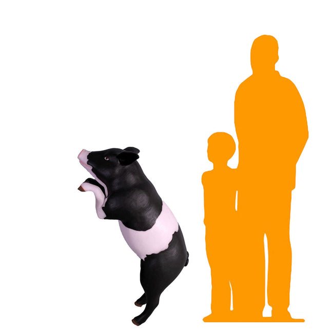 Curious Black And Pink Pig Life Size Statue
