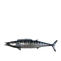 Wahoo Fish Life Size Statue - LM Treasures 