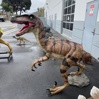 Brown Velociraptor Dinosaur Life Size Statue