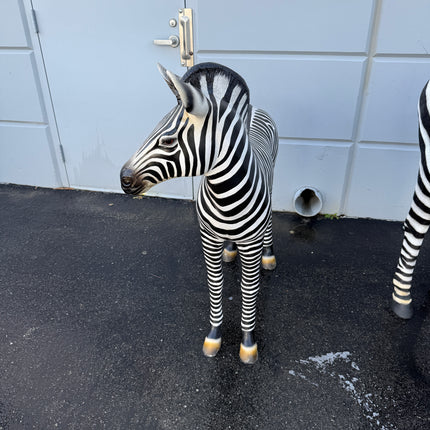 Baby Zebra Foal Life Size Statue