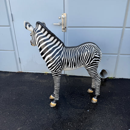 Baby Zebra Foal Life Size Statue