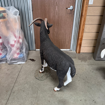 Black Billy Goat Life Size Statue