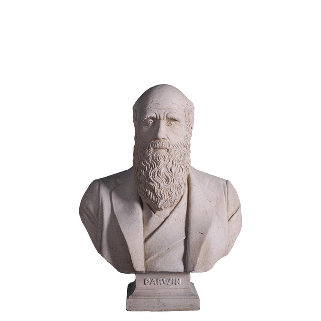 Darwin Bust Life Size Statue