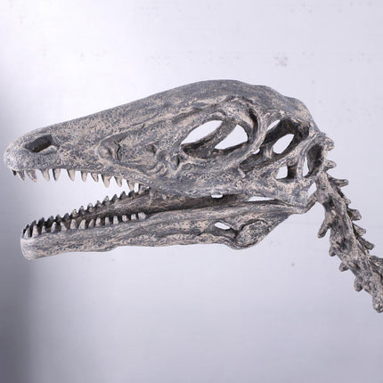 Deinonychus Dinosaur Skeleton Life Size Statue