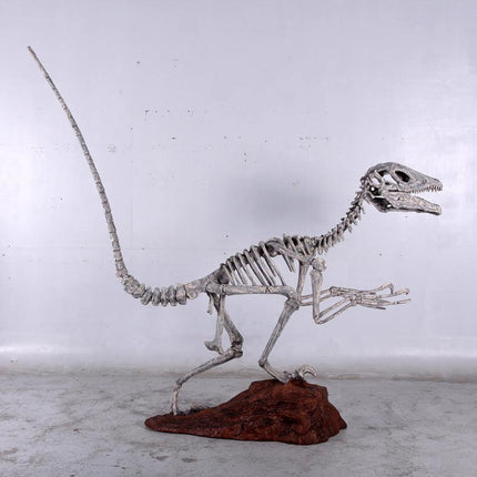 Deinonychus Dinosaur Skeleton Life Size Statue