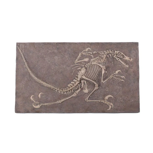 Velociraptor Dinosaur Fossil Life Size Statue LM Treasures - H