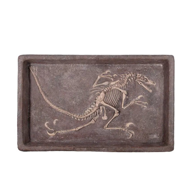 Velociraptor Dinosaur Fossil Dig Life Size Statue LM Treasures - H