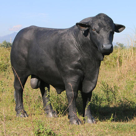 Black Angus Bull Life Size Statue - LM Treasures 