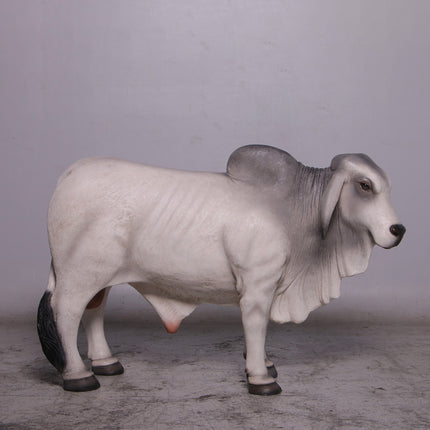 Gray Young Brahman Bull Statue