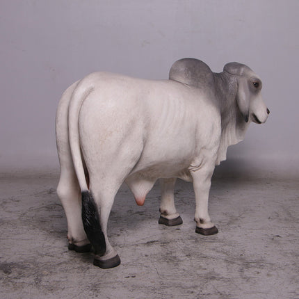 Gray Young Brahman Bull Statue