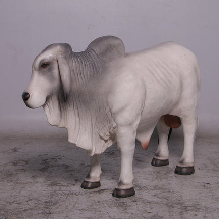 Gray Young Brahman Bull Statue