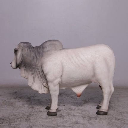 Gray Young Brahman Bull Statue