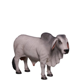 Gray Young Brahman Bull Statue