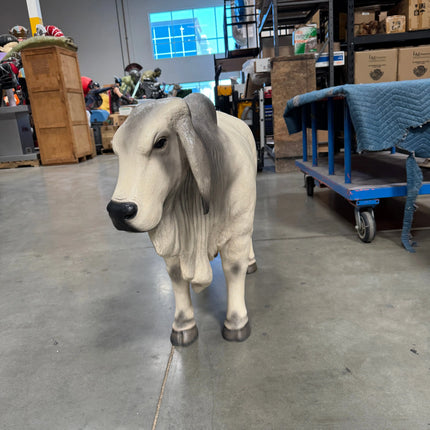Gray Young Brahman Bull Statue LM Treasures - H