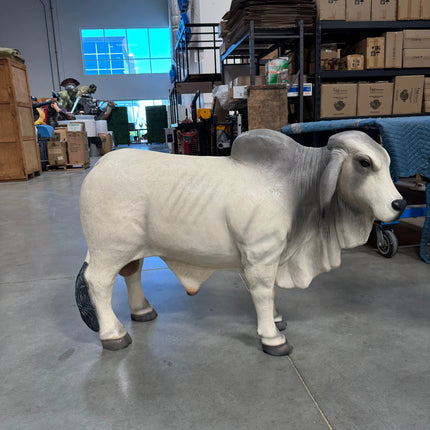 Gray Young Brahman Bull Statue LM Treasures - H