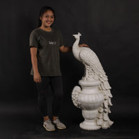 Peacock on Urn Stone Finish Statue