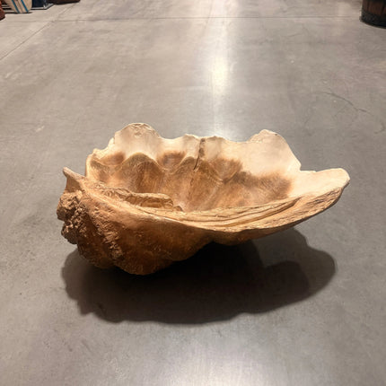 Clam Sea Shell Life Size Statue LM Treasures - H