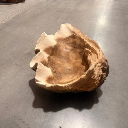 Clam Sea Shell Life Size Statue LM Treasures - H