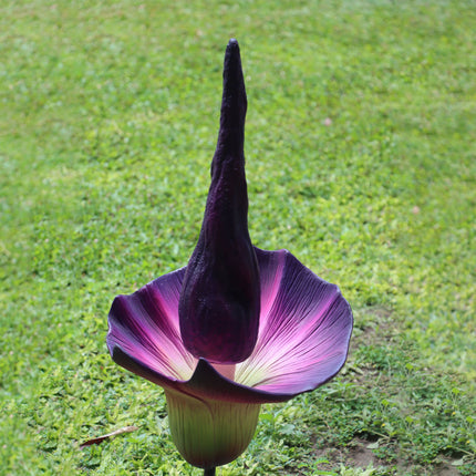 Purple Amorphallus Flower Statue