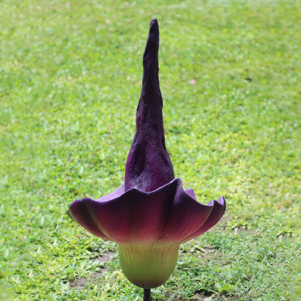 Purple Amorphallus Flower Statue