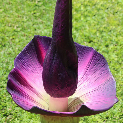Purple Amorphallus Flower Statue