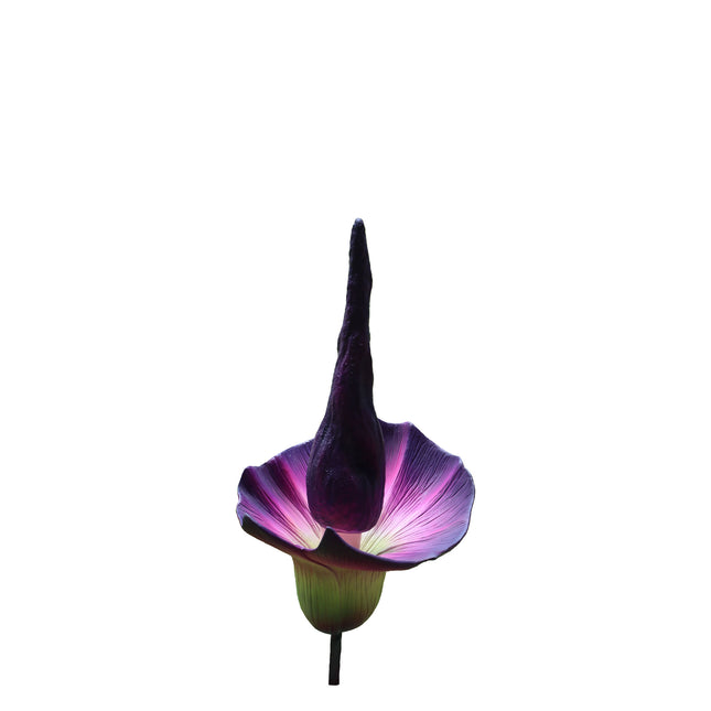 Purple Amorphallus Flower Statue