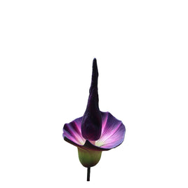 Purple Amorphallus Flower Statue