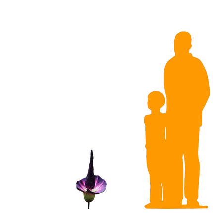 Purple Amorphallus Flower Statue