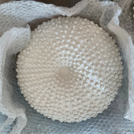 Sea Urchins Set of 4 Fossil Wall Decor Statues LM Treasures - H