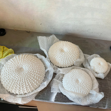 Sea Urchins Set of 4 Fossil Wall Decor Statues LM Treasures - H