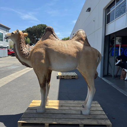 Camel Standing Life Size Nativity Statue LM Treasures - A