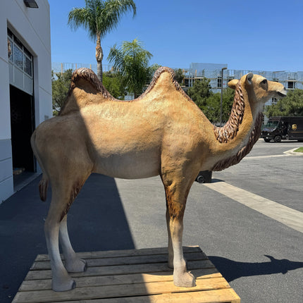 Camel Standing Life Size Nativity Statue LM Treasures - A