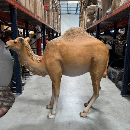 Dromedary Camel Life Size Statue LM Treasures - A