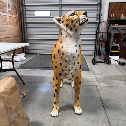 Watchful Head Up Cheetah Life Size Statue LM Treasures - A