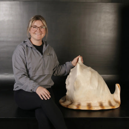Helmet Shell Life Size Statue