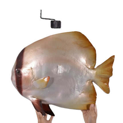 Batfish Statue LM Treasures - H