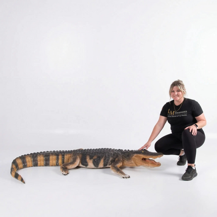 American Alligator Life Size Statue LM Treasures - H