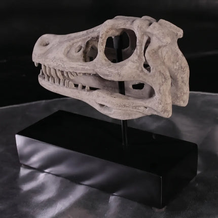 Raptor Dinosaur Skull Life Size Statue