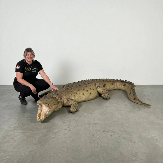 Crocodile Mouth Open Life Size Statue LM Treasures - H