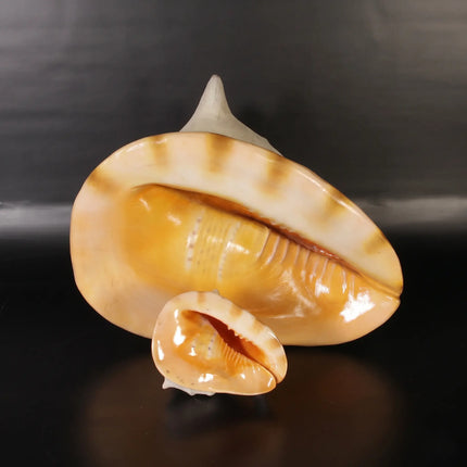 Helmet Shell Life Size Statue