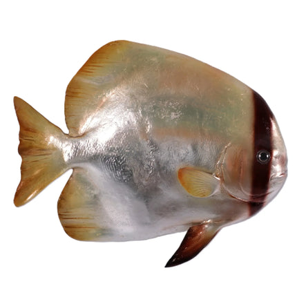 Batfish Statue LM Treasures - H