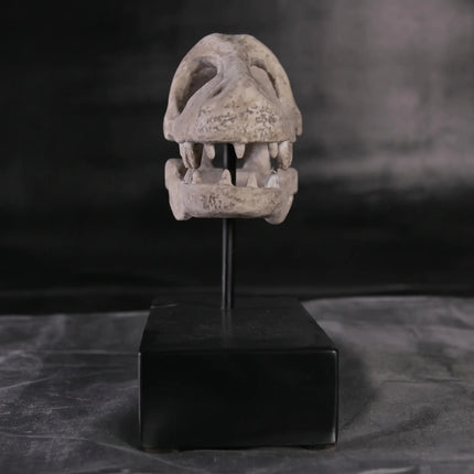 Raptor Dinosaur Skull Life Size Statue