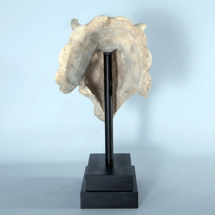 Triceratops Dinosaur Skull Statue