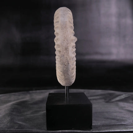 Spiral Fossil Shell Life Size Statue
